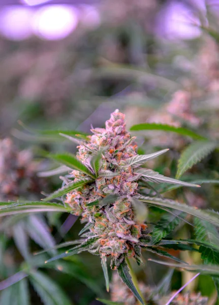 Cannabis Comercial Lagal Crece Bajo Luz Artificial — Foto de Stock