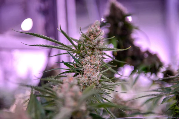 Cannabis Comercial Lagal Crece Bajo Luz Artificial — Foto de Stock
