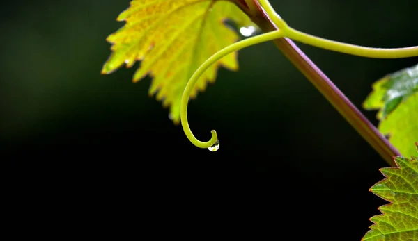 Primer Plano Gotas Lluvia Gotas Rocío Hojas Uva —  Fotos de Stock