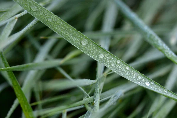 Een Dauw Drop Planten Spant Het Voorjaar Morgen — Stockfoto