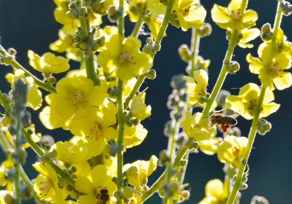 Biet Samlar Pollen Vanlig Mullein — Stockfoto