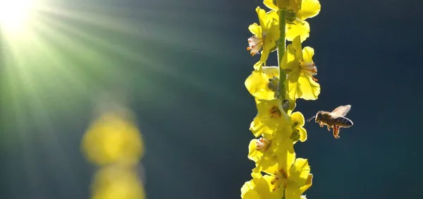 花粉の収集 Common Mullein — ストック写真