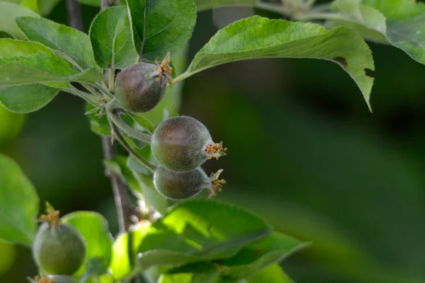 Eierfruchtapfel Junge Äpfel Baum Beginnen Reifen Bild — Stockfoto