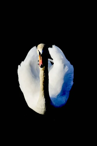 Profile White Swan Dark Background — Stock Photo, Image
