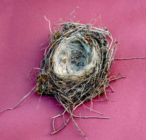 Real Empty Sparrow Bird Nest Top View — Stock Photo, Image