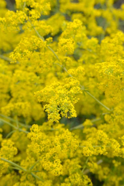 黄色の女性のベッドストロー Galium Verum 選択的な焦点と拡散した背景 この枝分かれした多年生は乾燥した草原で発見され マケドニアで野生栽培されています — ストック写真