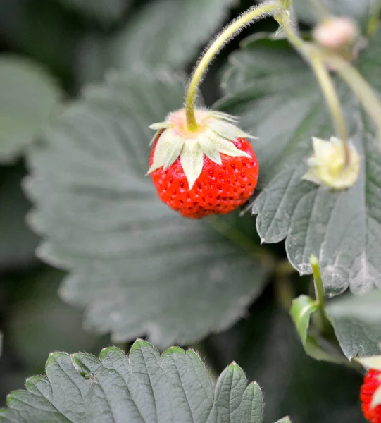 Bacche Fragola Succose Fresche Ramoscelli Una Pianta Fragole Belle Grandi — Foto Stock