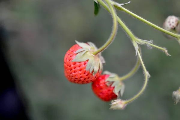 Свіжі Соковиті Полуничні Ягоди Гілках Полунична Рослина Красиві Великі Ягоди — стокове фото