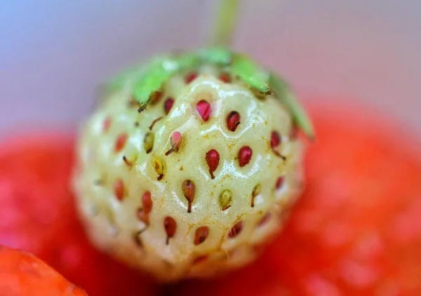 未成熟的绿色草莓收尾 — 图库照片