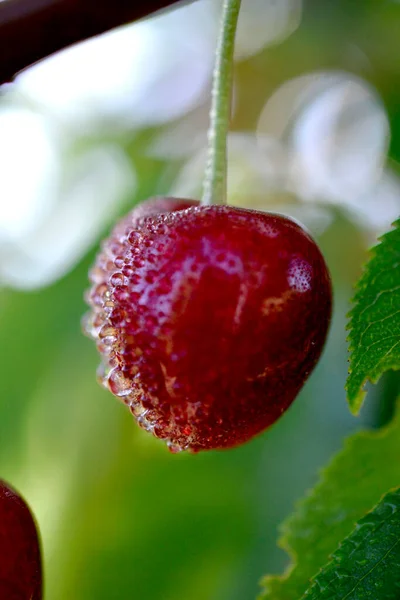 Cerezas Frescas Con Gotas Agua Cerca Tiro — Foto de Stock