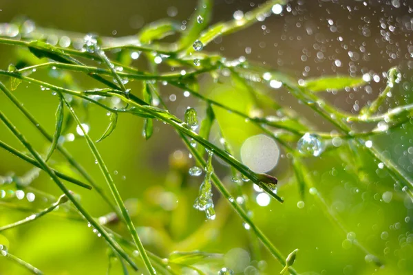 Sabah Yaz Yağmuru Güneşli Gün Bitki Yaşam Konsepti Yumuşak Odak — Stok fotoğraf