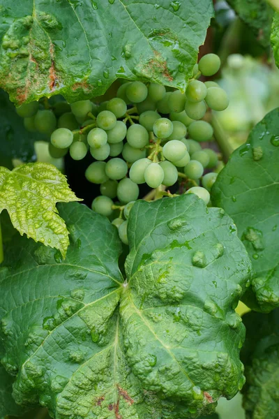 Grape Leaf Blister Grapevine Blister Mite Eriophyes Vitis Infected Grape — Stockfoto