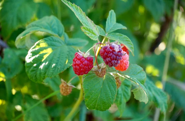 Organic Fresh Red Raspberries Morning Shot Nature — Stock Fotó