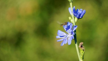 Bulanık arka planı olan yabani bir hindiba bitkisinin mavi çiçeğinden nektar toplayan böcek..