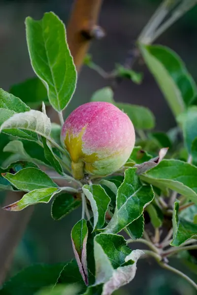 Closeup Apples Ripening Apple Tree Stem Branch Orchard Farm Growing — Zdjęcie stockowe