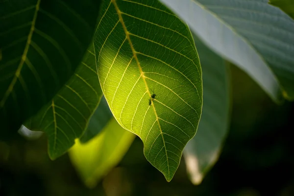 Silhouette Bug Walnut Leaf Close — 스톡 사진