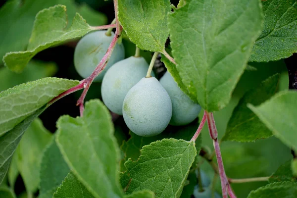 Ripening Plums Tree Orchard — Photo