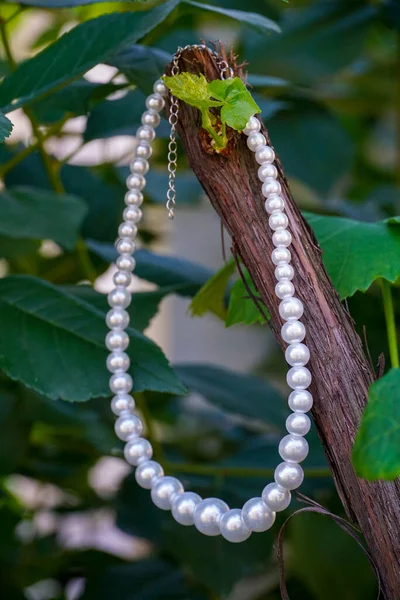 Pearl Necklace Hanged Tree Twig — Zdjęcie stockowe