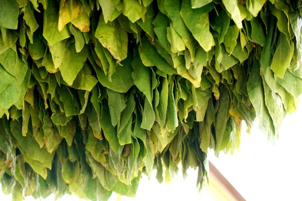 Foglie Tabacco Essiccate Nella Stalla Gli Agricoltori Utilizzano Foglie Tabacco — Foto Stock