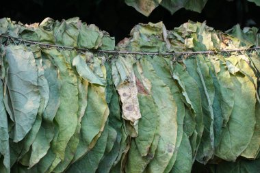 Tütün yaprakları ahırda kuruyor. Tarım çiftçileri tütün yapraklarını ahırda doğal olarak kuluçkaya yatırmak için kullanıyorlar..