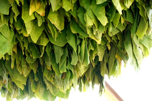 Dohánylevelek Száradnak Fészerben Mezőgazdasági Termelők Dohány Leveleket Használnak Hogy Természetes — Stock Fotó
