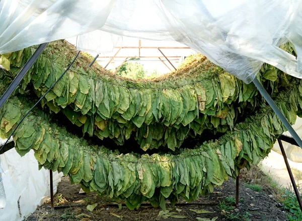 Tobacco leaves drying in the shed.Agriculture farmers use tobacco leaves to incubate tobacco leaves naturally in the barn.