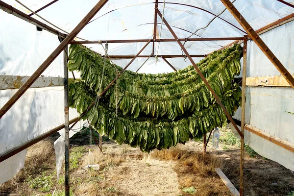 Tobacco leaves drying in the shed.Agriculture farmers use tobacco leaves to incubate tobacco leaves naturally in the barn.