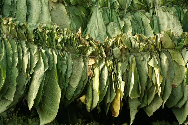 Tobacco leaves drying in the shed.Agriculture farmers use tobacco leaves to incubate tobacco leaves naturally in the barn.
