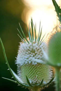 Çayır çaydanlığında yaygın olarak kullanılan çaydanlığı kapat.