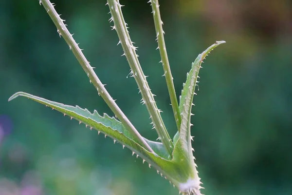 Common Teasel Meadow Close — Fotografia de Stock