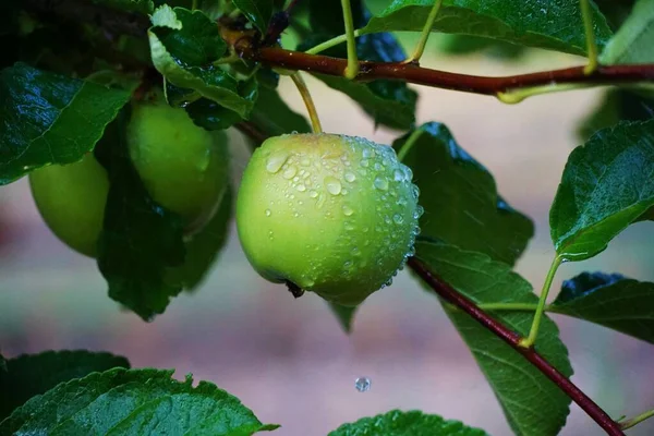 Green Apples Grow Young Apple Tree Drops Water Rain Growing — Stock Photo, Image
