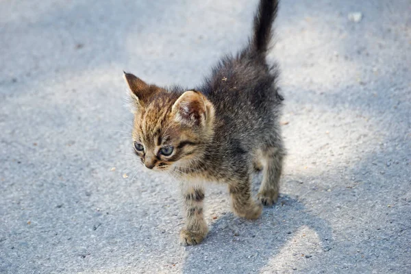 Stray Sad Kitten Street Concept Protecting Homeless Animals — Stock Photo, Image