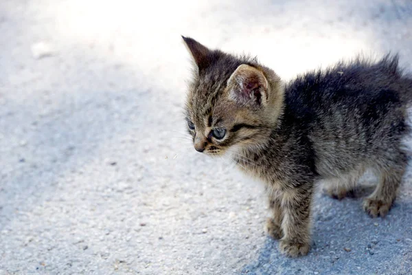 Stray Sad Kitten Street Concept Protecting Homeless Animals — Stock Photo, Image