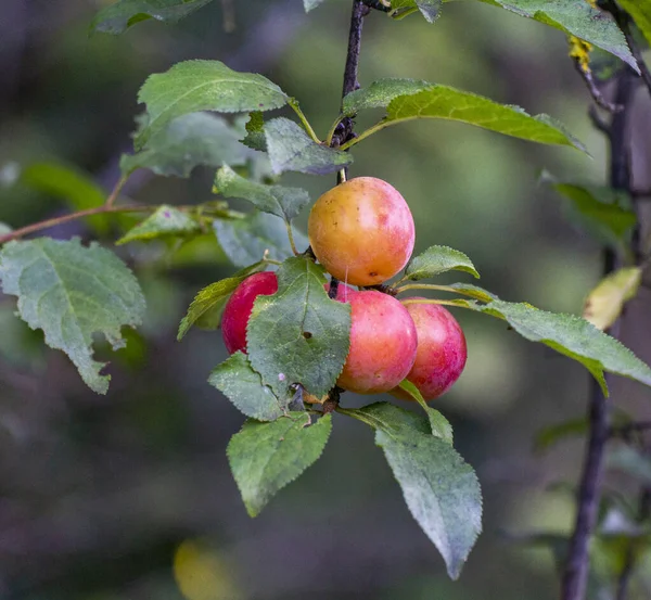 Organic Plum Fruits Grow Branches Fruit Tree Garden — ストック写真