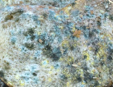 slice of bread covered with mold, texture