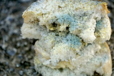 slices of bread covered with mold,