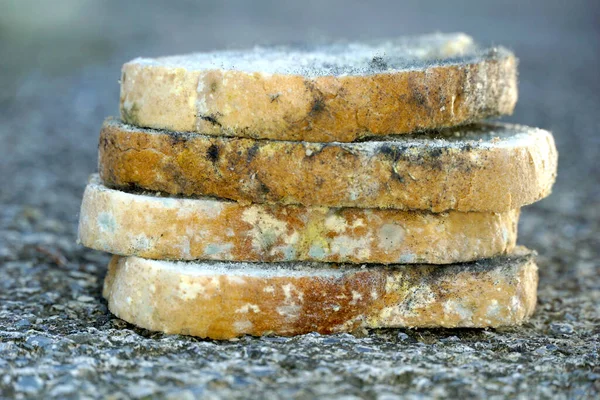 slices of bread covered with mold,