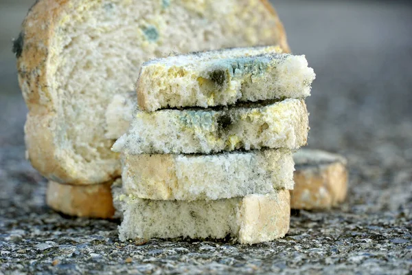 slices of bread covered with mold,