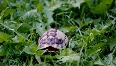 empty turtle shell on green plants background.