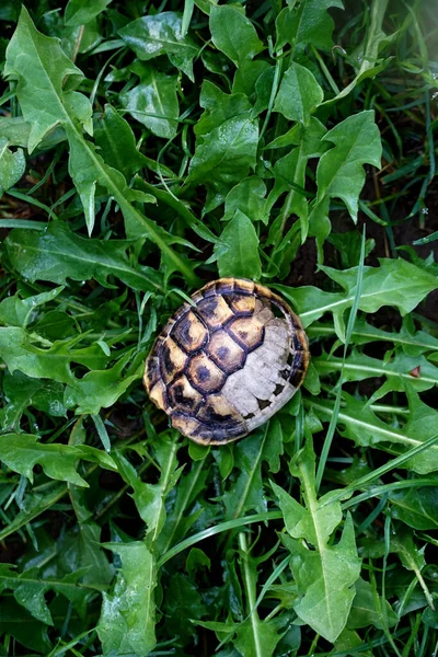 Empty Turtle Shell Green Plants Background — Stockfoto