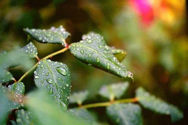 Water Rain Drops Rose Tree Leaves — Fotografia de Stock