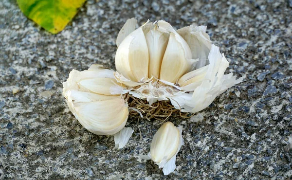 Garlic Cloves Cement Background Close — Fotografia de Stock
