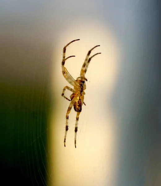 Close Macro Shot Uma Aranha Jardim Europeu Aranha Cruzada Araneus — Fotografia de Stock