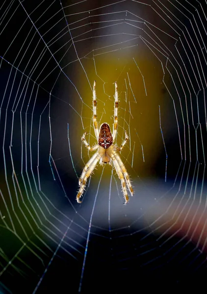 靠近一个欧洲花园蜘蛛的宏观图片 交叉蜘蛛 Araneus Diadematus 挂在蜘蛛网上 — 图库照片
