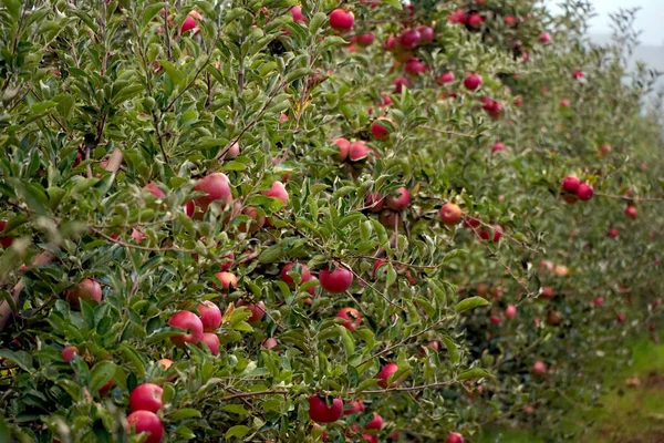 Rode Rijpe Appels Een Boomgaard Klaar Voor Oogst — Stockfoto