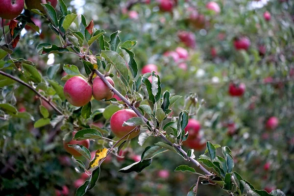 Röda Mogna Äpplen Fruktträdgård Redo För Skörd — Stockfoto