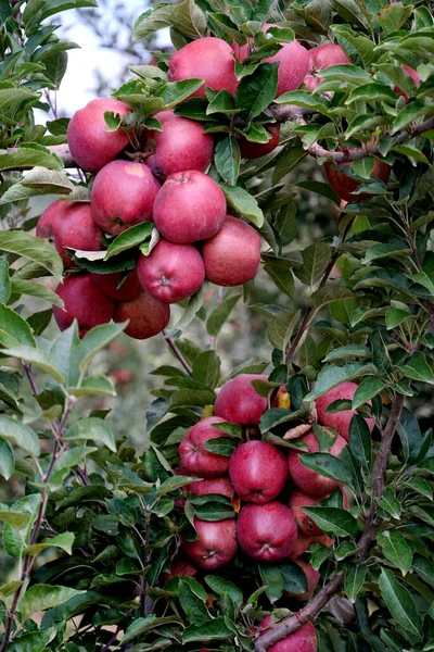 Pommes Mûres Rouges Dans Verger Prêt Pour Récolte — Photo