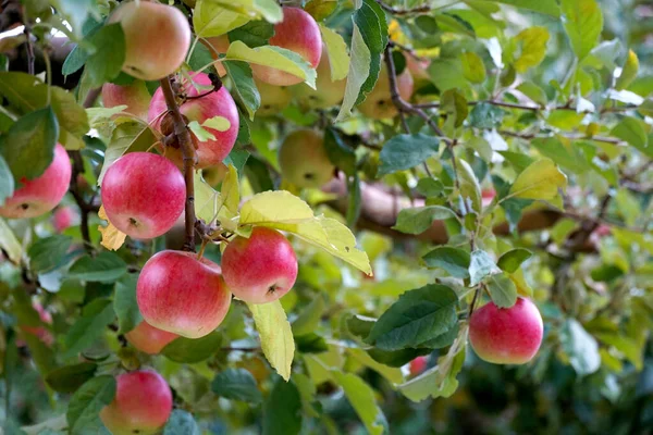 Manzanas Rojas Maduras Huerto Listo Para Cosechar — Foto de Stock