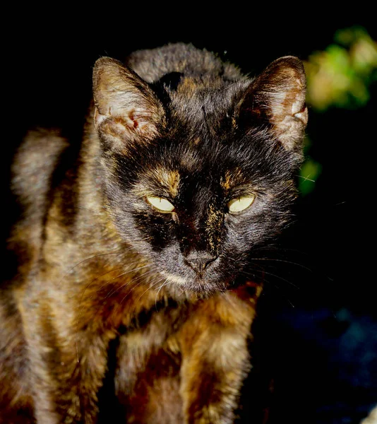 strong look of stray cat with yellow eyes.