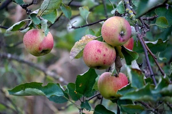 果樹園で収穫の準備ができている熟したリンゴの写真 朝のショット — ストック写真